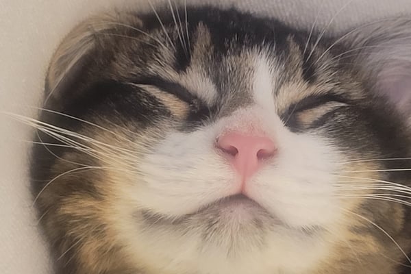 Trenger noen som kunne komme å gi mat til min katt