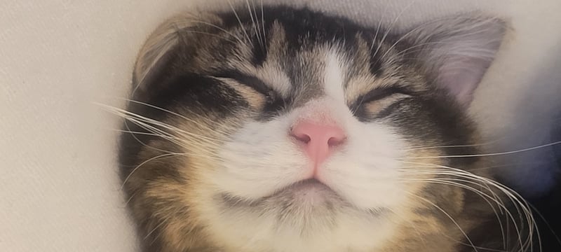 Trenger noen som kunne komme å gi mat til min katt