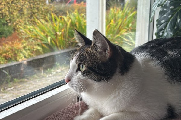 Kattepass i Påskeferie