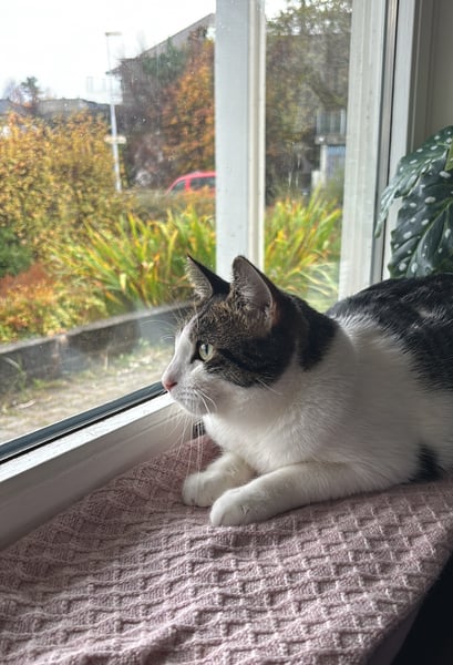 Kattepass i Påskeferie