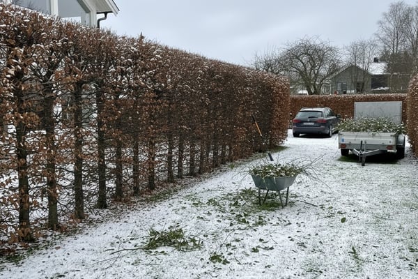 Klippe hekk og rydde i hage på Ullern