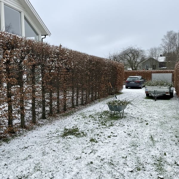 Klippe hekk og rydde i hage på Ullern