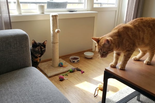 Passe to katter i en uke mens vi er bortreist